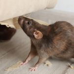 Pest Control Service
